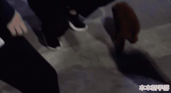 跪着主人走到面前应该怎么办？用户评价：这个问题真是让人深思，值得认真对待！