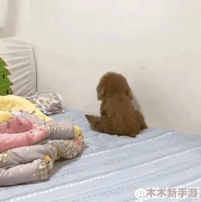 跪着主人走到面前应该怎么办？用户评价：这个问题真是让人深思，值得认真对待！