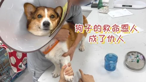 人狗胶配方大全高清1080p，网友纷纷表示这个资源太实用了，真心希望能多分享一些相关的制作技巧和经验！