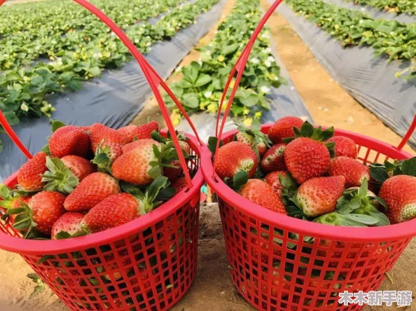 草莓丝瓜视频：解密这款热门应用的独特魅力与使用体验