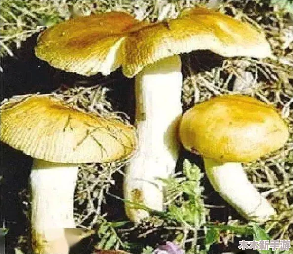蘑菇黄色视频：探讨其在网络文化中的影响与社会反响，揭示背后的多重意义与争议