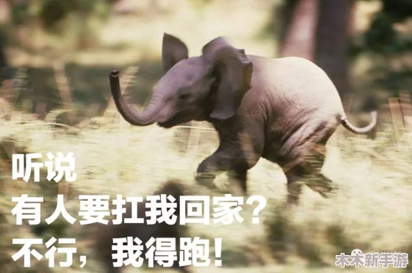 大象2024回家三秒跳，网友感叹：这速度真是惊人，难道它们也在练习短跑吗？