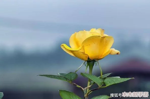 用户评价：zank的服务质量令人满意，体验非常流畅，值得推荐给更多人！