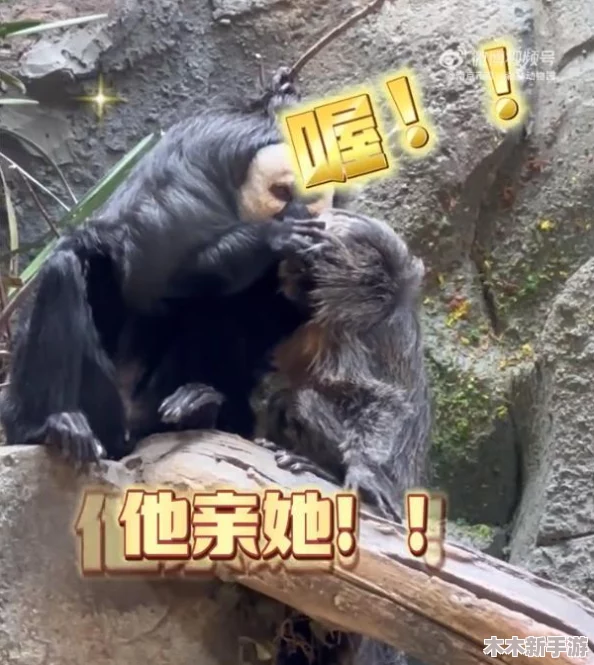 男的和女的一起努力生猴子：理解两性合作的重要性与挑战