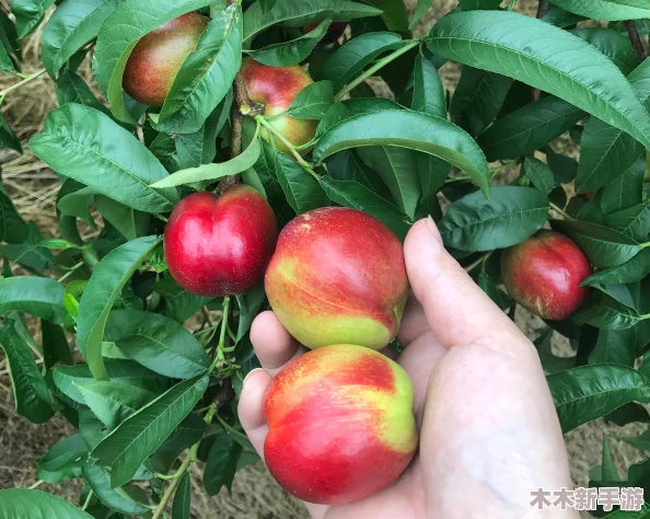 九幺9·1苹果：网友热评热烈，期待与果农的亲密接触，口感更胜从前，成为夏季消暑必备！