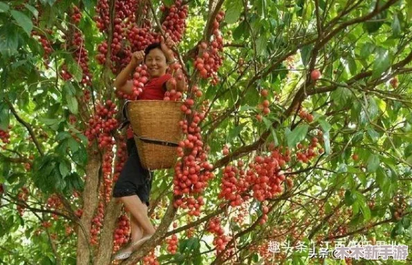 九幺9·1苹果：网友热评热烈，期待与果农的亲密接触，口感更胜从前，成为夏季消暑必备！