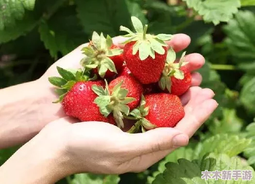 黄草莓视频：深入解析其背后的故事与发展历程，揭示平台独特魅力