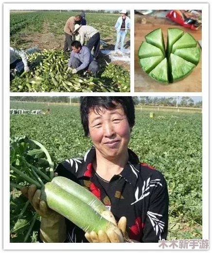 拔萝卜痛又降黄9 1，如何轻松畅享健康生活与生活乐趣，教你有效应对烦恼与挑战