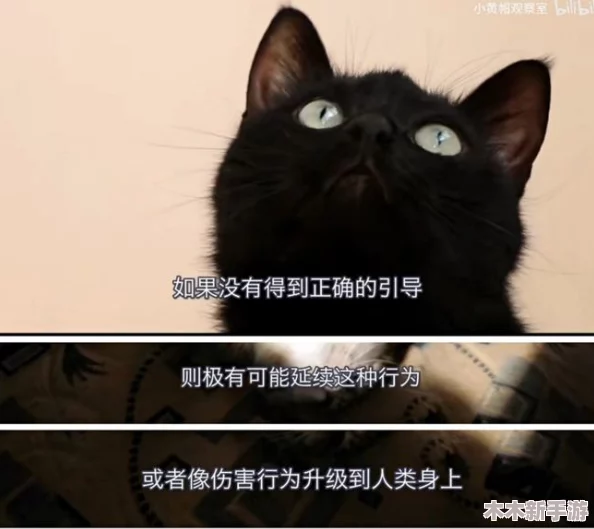柚子猫雷电将军致命错误背后的深层原因与影响分析