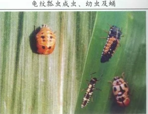 九色蝌蚪pony：一种多彩的生物，象征着生命的多样性与变化，展现了自然界的奇妙与美丽