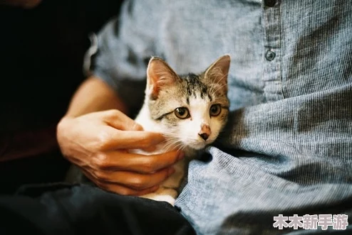 猫咪海外地域永久网名，智勇双全如虎添翼