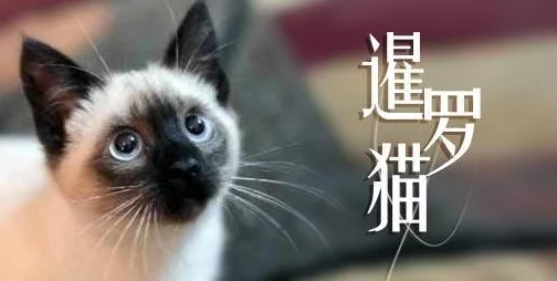 猫咪海外地域永久网名，智勇双全如虎添翼