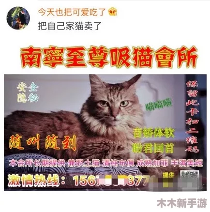 色猫猫视频站：理解其背后的文化与创作理念，带你领略多元视角的精彩内容