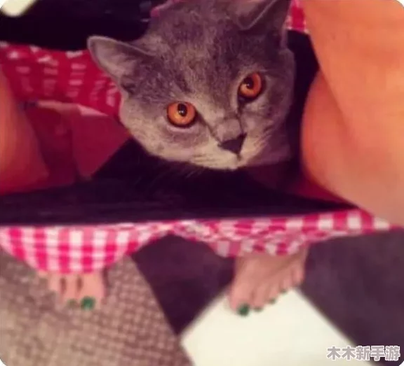 色猫猫视频站：理解其背后的文化与创作理念，带你领略多元视角的精彩内容