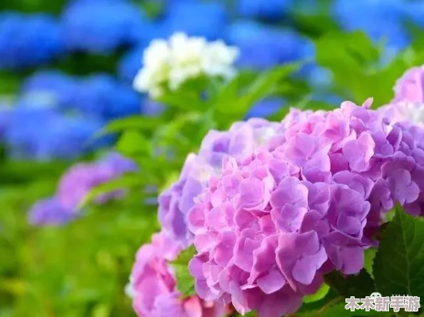 紫阳花の散る顷に雷火剑与花海的浪漫交织，感受夏日的奇妙与炎热