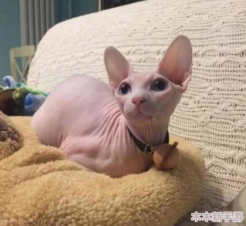被淋湿的夏天小熊移植，如鱼得水般自在游弋