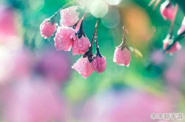 黑料社下载：发现生活中的美好，让心灵更充实