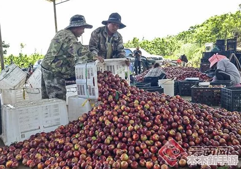 红桃38.47：全球水果市场迎来新一轮价格波动，消费者关注健康与品质的选择趋势