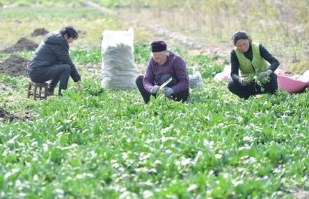 糙汉田间欢的情节发展分析：展现了人性中的善良与坚韧，传递出积极向上的生活态度