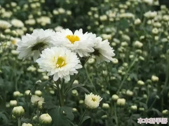 糙汉田间欢的情节发展分析：展现了人性中的善良与坚韧，传递出积极向上的生活态度