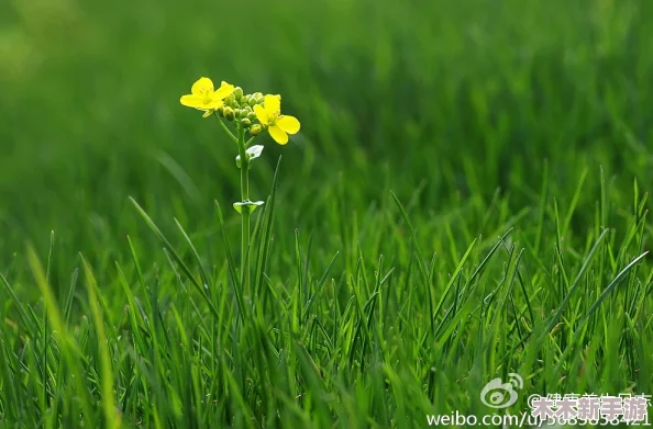 第四色五月，春暖花开，万物复苏，生机勃勃的季节里尽显活力与希望
