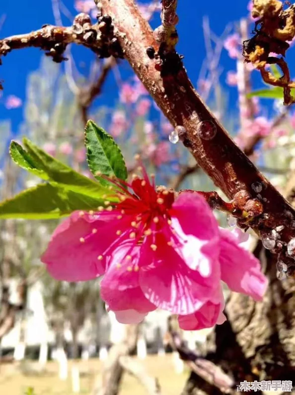 第四色五月，春暖花开，万物复苏，生机勃勃的季节里尽显活力与希望