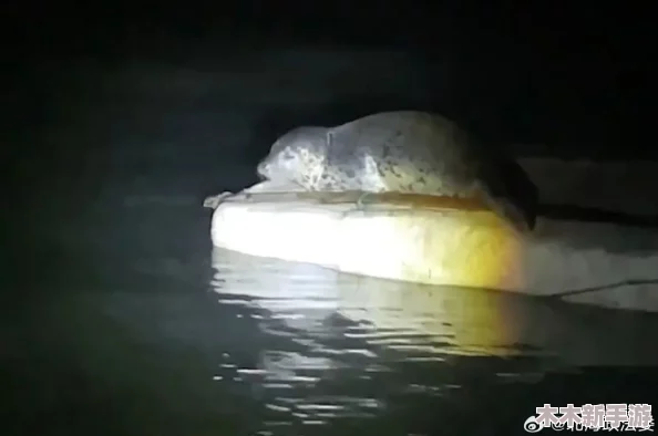 海角社区深夜秘：网友热议“这个地方真是太神秘了，晚上总有奇怪的声音，让人毛骨悚然！”