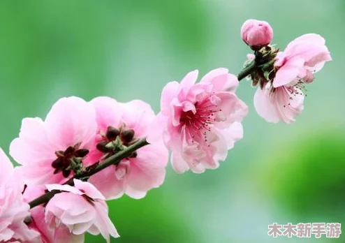 娇小性XXX性XXX仙踪林,细水长流见真情,温柔如风伴花香 娇小性XXX性XXX仙踪林,细水长流见真情,温柔如风伴花香