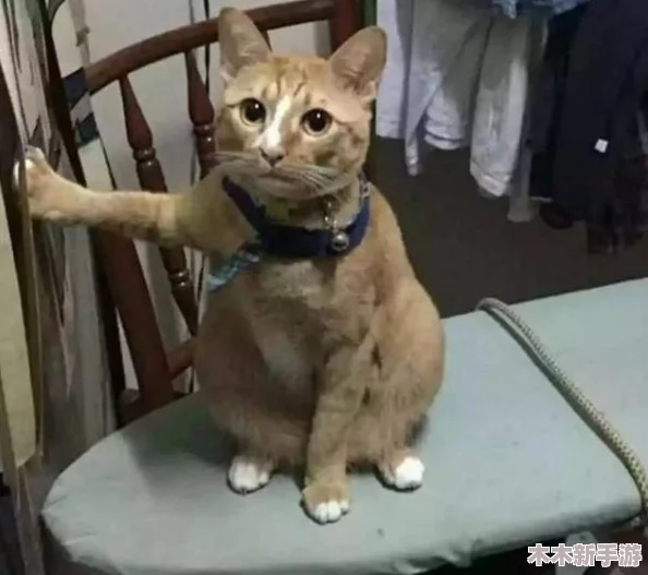柚子猫雷电将军致命错误，失之毫厘谬以千里，令人深思的教训
