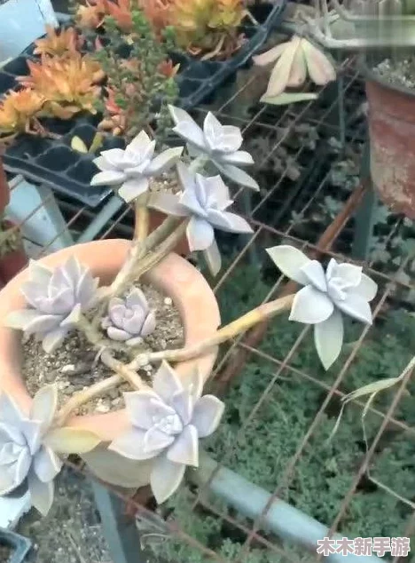 多肉小镇金银花：理解其独特魅力与生长环境的奥秘