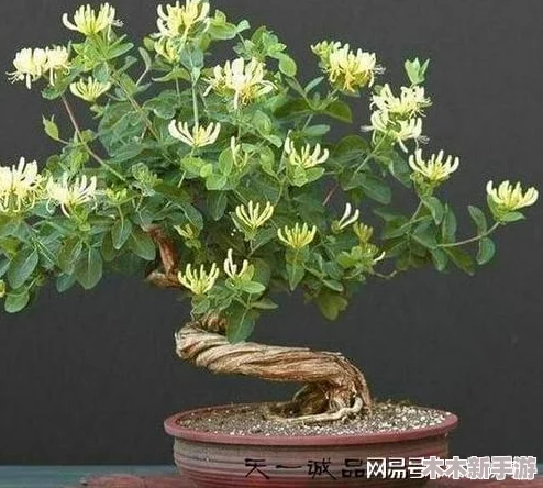 多肉小镇金银花:理解其独特魅力与生长环境的奥秘 多肉小镇金银花:理解其独特魅力与生长环境的奥秘