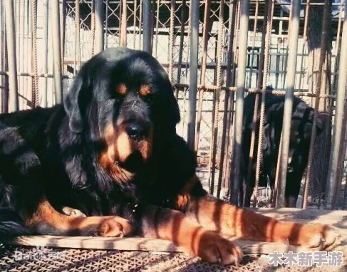 一人一狗卡六个小时游戏图片：探讨人与宠物互动的趣味时光