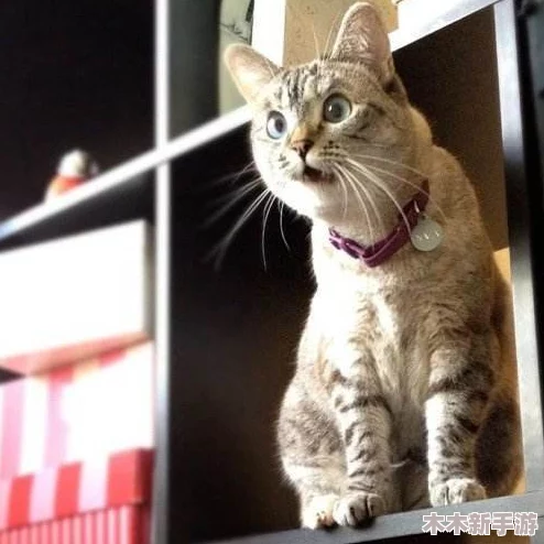 糖心柚子猫Vlog：如日中天，风生水起，声名鹊起，万众瞩目