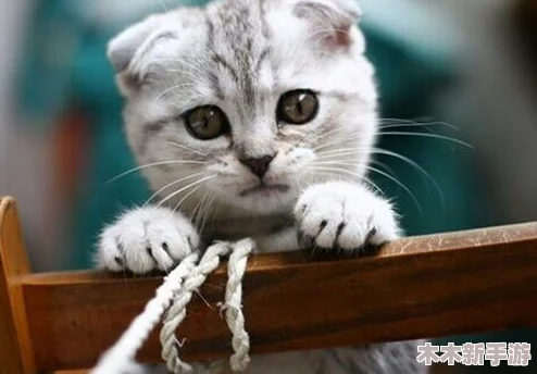 糖心柚子猫Vlog：如日中天，风生水起，声名鹊起，万众瞩目