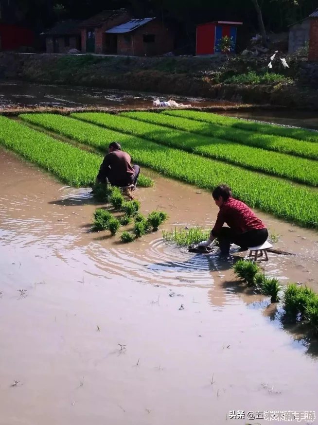 拔萝卜又痛又叫，农民因劳作过度引发肌肉酸痛，专家提醒注意休息与保健