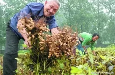 拔萝卜又痛又叫，农民因劳作过度引发肌肉酸痛，专家提醒注意休息与保健