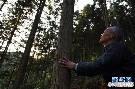 老人做交易森林300：揭秘神秘森林中的奇妙交易故事