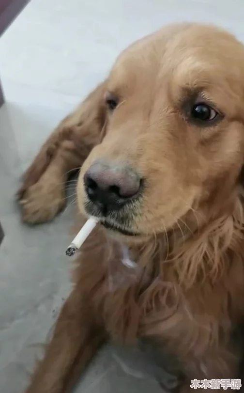 AAAA级毛皮最火的一句狗,让你感受到温暖和快乐 AAAA级毛皮最火的一句狗,让你感受到温暖和快乐