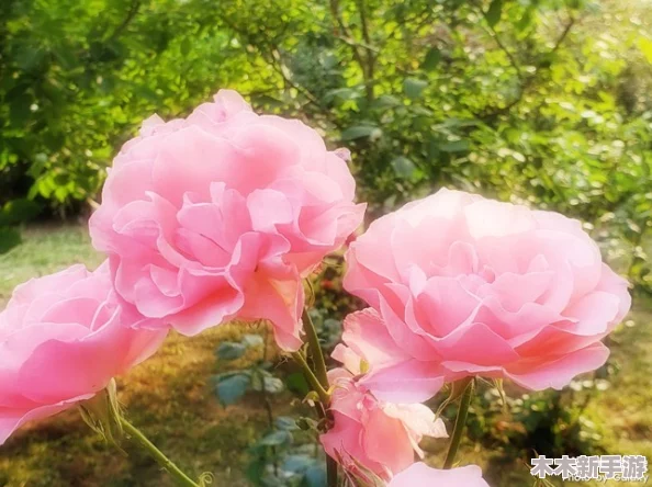 婷色五月天：在五彩斑斓的季节中感受青春与美丽的交融与理解