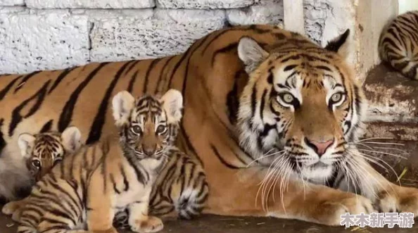 生猴子软件 免费，不入虎穴焉得虎子，快来体验吧！