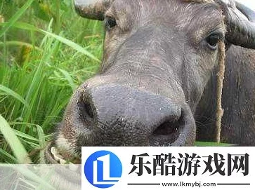 老牛嫩草一三产品是杂牌子吗？水到渠成，实力不容小觑